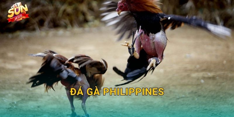 Đá Gà Philippines Sunwin – Đấu Trường Gà Chọi Xứ Vạn Đảo Kịch Tính Nhất