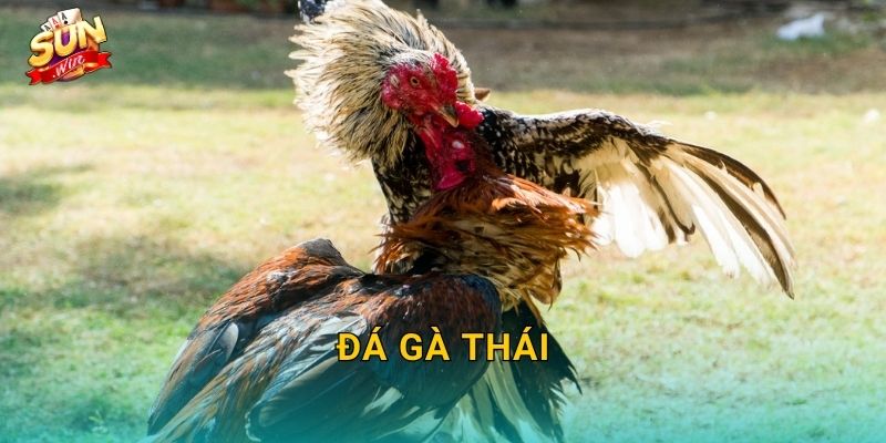Đá Gà Thái Sunwin – Đấu Trường Gà Chọi Xứ Chùa Vàng Huyền Thoại