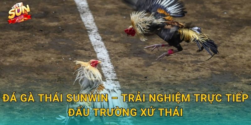 Đá Gà Thái Sunwin – Trải Nghiệm Trực Tiếp Đấu Trường Xứ Thái
